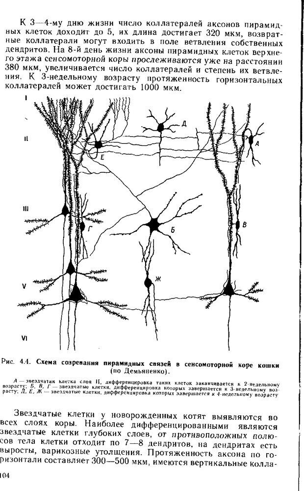 📖 DJVU. Нейрофизиология коры головного мозга. Батуев А. С. Страница 102. Читать онлайн djvu