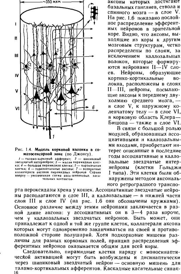 📖 DJVU. Нейрофизиология коры головного мозга. Батуев А. С. Страница 14. Читать онлайн djvu