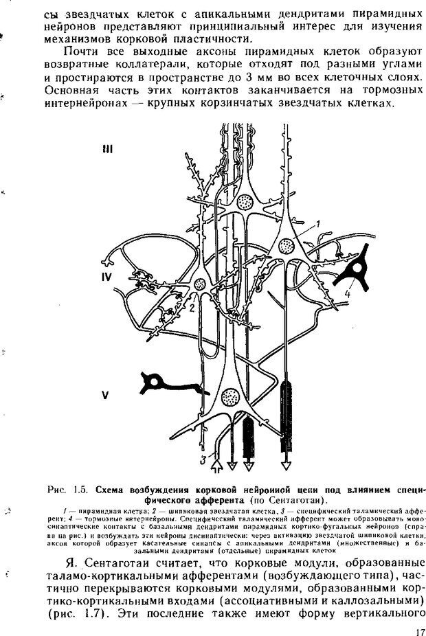 📖 DJVU. Нейрофизиология коры головного мозга. Батуев А. С. Страница 15. Читать онлайн djvu