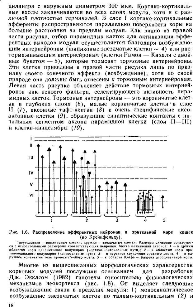 📖 DJVU. Нейрофизиология коры головного мозга. Батуев А. С. Страница 16. Читать онлайн djvu