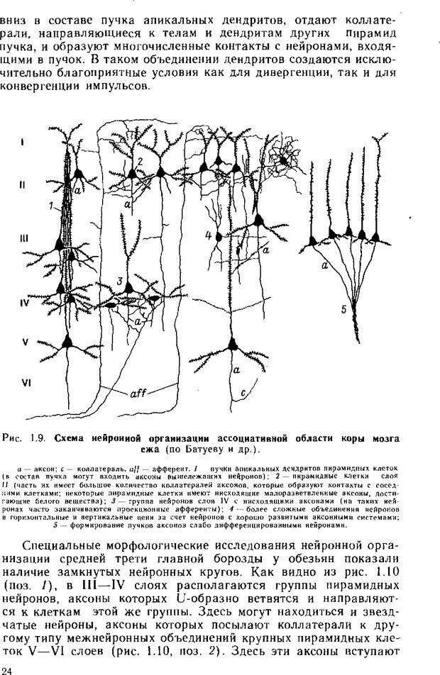 📖 DJVU. Нейрофизиология коры головного мозга. Батуев А. С. Страница 22. Читать онлайн djvu