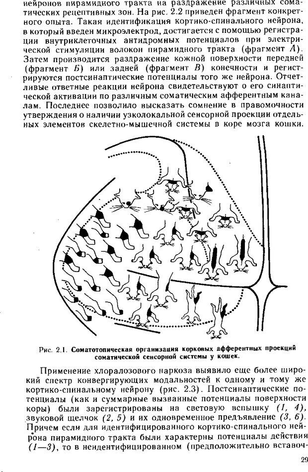 📖 DJVU. Нейрофизиология коры головного мозга. Батуев А. С. Страница 27. Читать онлайн djvu