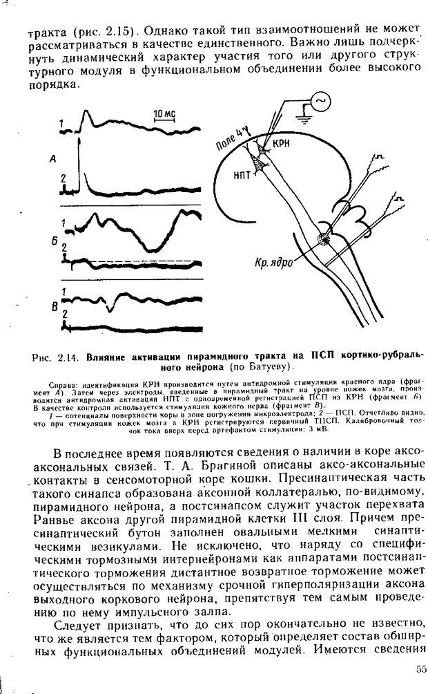 📖 DJVU. Нейрофизиология коры головного мозга. Батуев А. С. Страница 53. Читать онлайн djvu