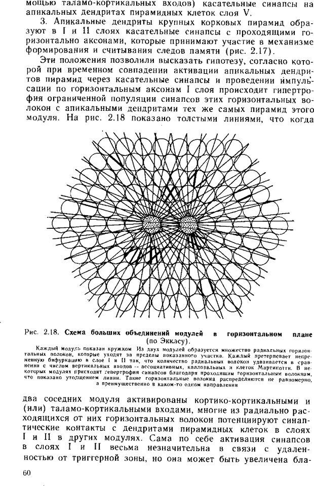 📖 DJVU. Нейрофизиология коры головного мозга. Батуев А. С. Страница 58. Читать онлайн djvu