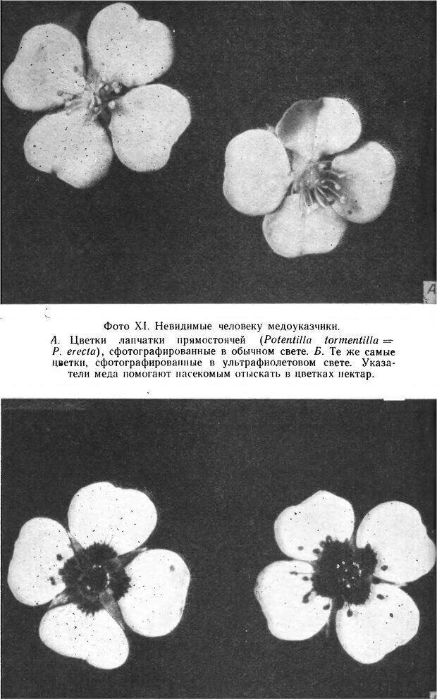 📖 DJVU. Чувства животных. Бертон Р. Страница 179. Читать онлайн djvu