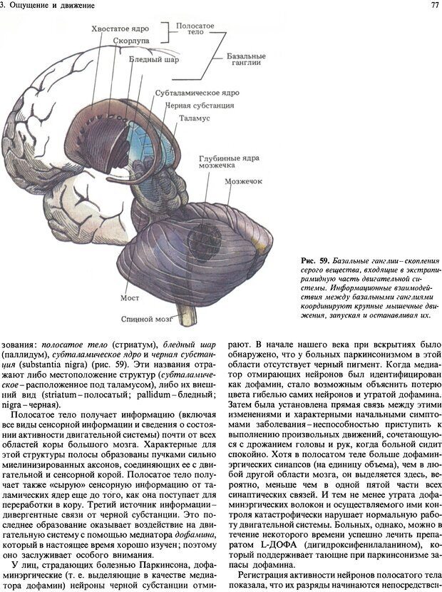 📖 DJVU. Мозг, разум и поведение. Блум Ф. Э. Страница 77. Читать онлайн djvu