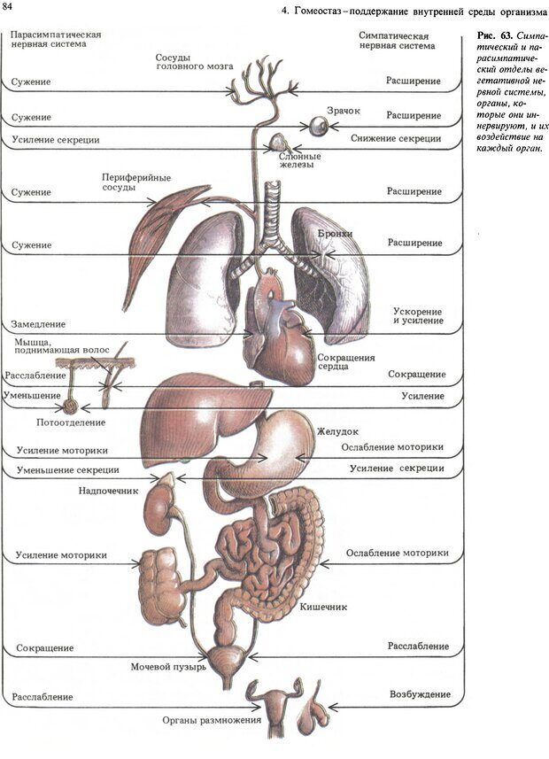 Органы человека расположение с названиями. Расположение органов. Схема расположения внутренних органов. Человеческие органы расположение. Схема человеческих органов.