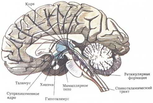 клетки пейсмейкеры в мозге. Смотреть фото клетки пейсмейкеры в мозге. Смотреть картинку клетки пейсмейкеры в мозге. Картинка про клетки пейсмейкеры в мозге. Фото клетки пейсмейкеры в мозге клетки пейсмейкеры в мозге. Смотреть фото клетки пейсмейкеры в мозге. Смотреть картинку клетки пейсмейкеры в мозге. Картинка про клетки пейсмейкеры в мозге. Фото клетки пейсмейкеры в мозге