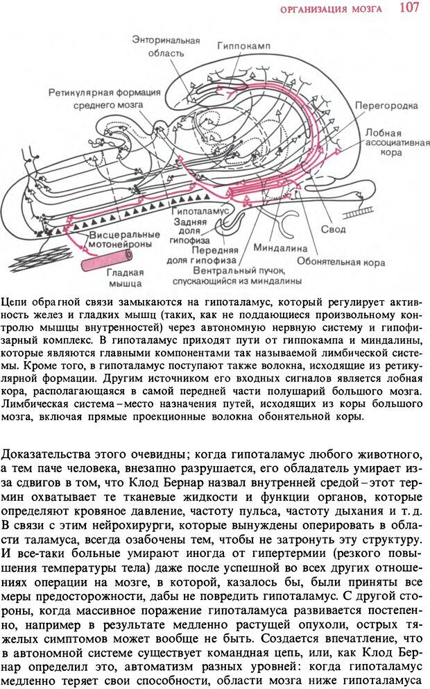 📖 DJVU. Мозг. Хьюбел Д. Страница 107. Читать онлайн djvu