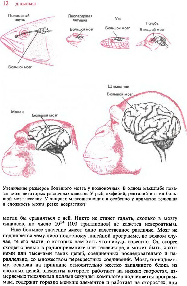 📖 DJVU. Мозг. Хьюбел Д. Страница 12. Читать онлайн djvu