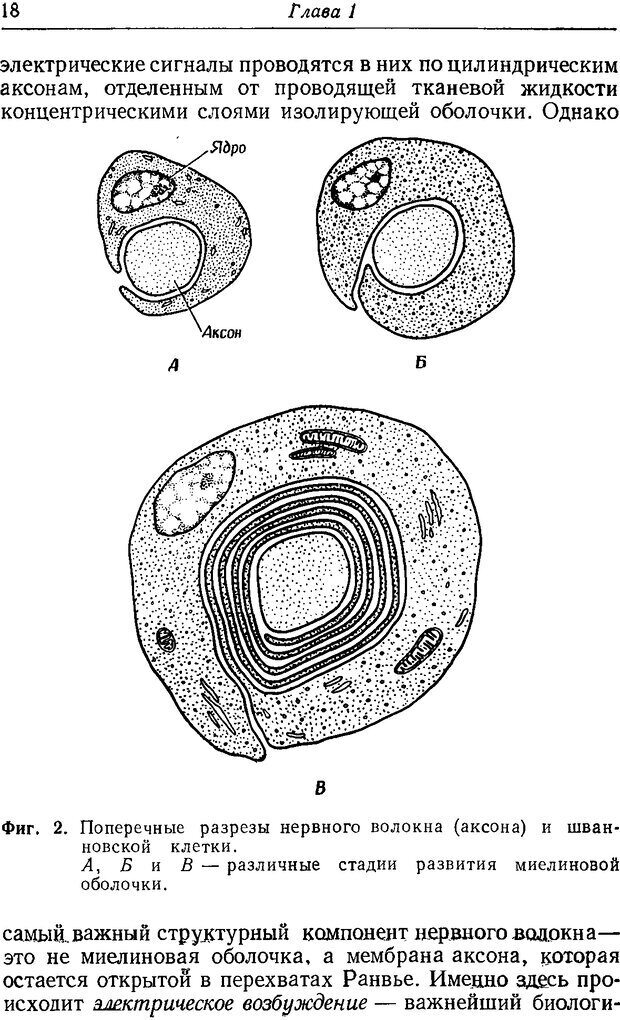 📖 DJVU. Нерв, мышца и синапс. Катц Б. Страница 16. Читать онлайн djvu