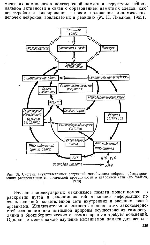 📖 DJVU. Биологическая кибернетика. Коган А. Б. Страница 229. Читать онлайн djvu