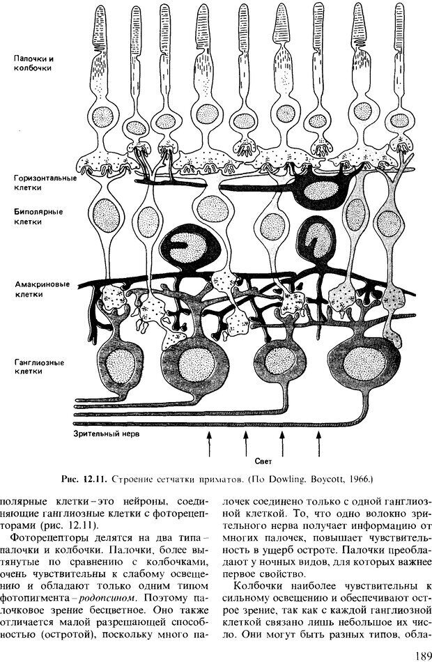 Горизонтальные клетки. Горизонтальные и амакриновые клетки. Структура сетчатки приматов. Клетки хеморецепции. Колбочку несущей зрительной клетки.
