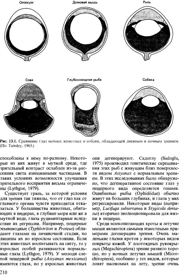 📖 DJVU. Поведение животных. Психобиология, этология и эволюция. Мак-Фарланд Д. Страница 210. Читать онлайн djvu