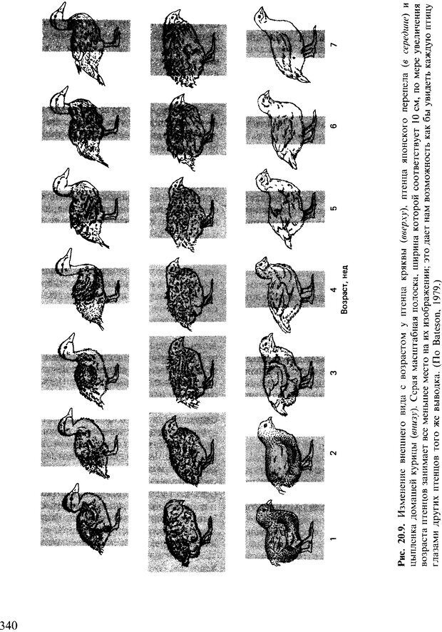 📖 DJVU. Поведение животных. Психобиология, этология и эволюция. Мак-Фарланд Д. Страница 340. Читать онлайн djvu