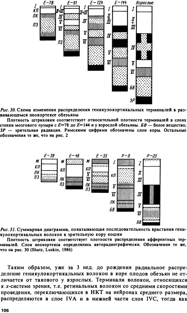 📖 DJVU. Онтогенез коры больших полушарий. Максимова Е. В. Страница 106. Читать онлайн djvu