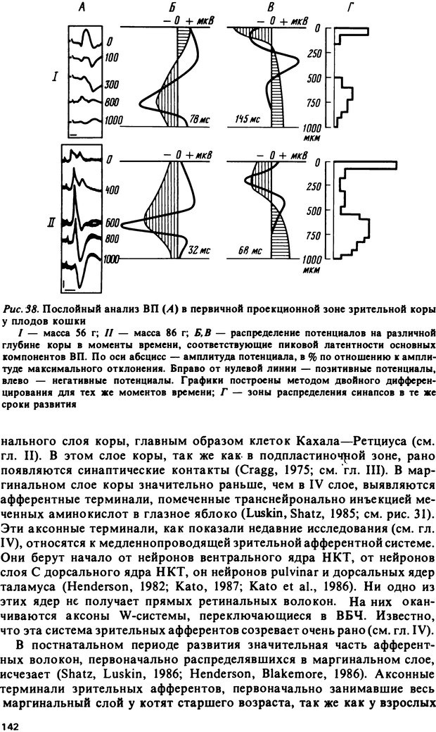 📖 DJVU. Онтогенез коры больших полушарий. Максимова Е. В. Страница 142. Читать онлайн djvu