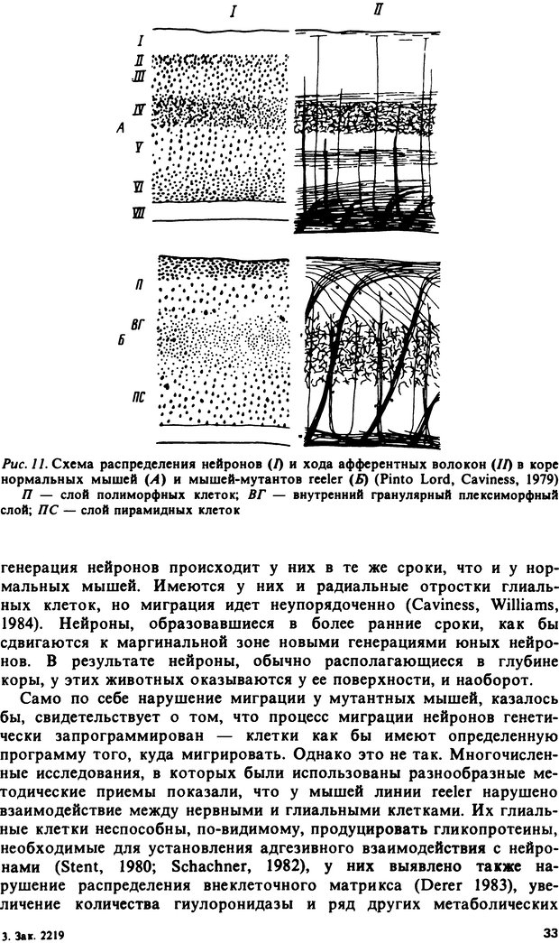 📖 DJVU. Онтогенез коры больших полушарий. Максимова Е. В. Страница 33. Читать онлайн djvu