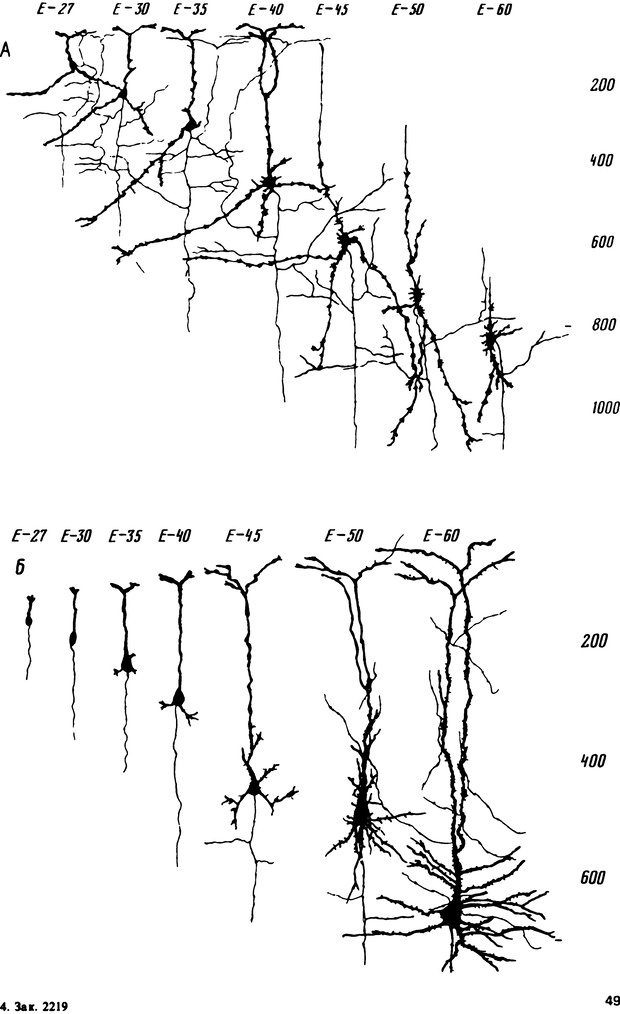 📖 DJVU. Онтогенез коры больших полушарий. Максимова Е. В. Страница 49. Читать онлайн djvu