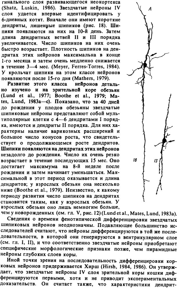 📖 DJVU. Онтогенез коры больших полушарий. Максимова Е. В. Страница 57. Читать онлайн djvu