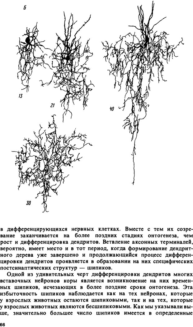 📖 DJVU. Онтогенез коры больших полушарий. Максимова Е. В. Страница 66. Читать онлайн djvu