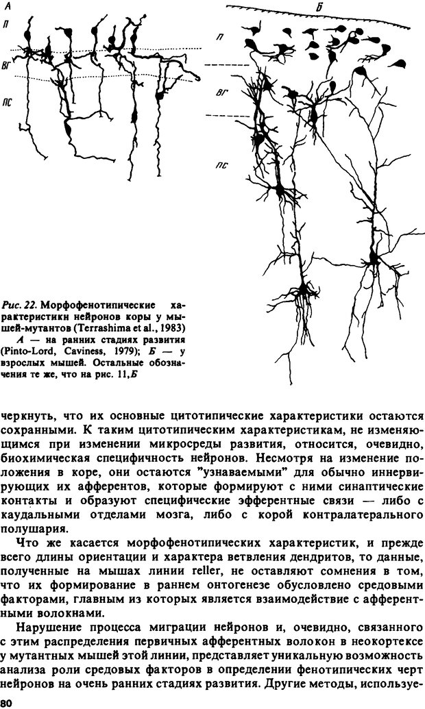 📖 DJVU. Онтогенез коры больших полушарий. Максимова Е. В. Страница 80. Читать онлайн djvu