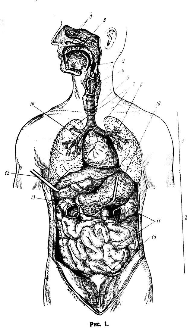 Внутренние органы человека картинка без подписей