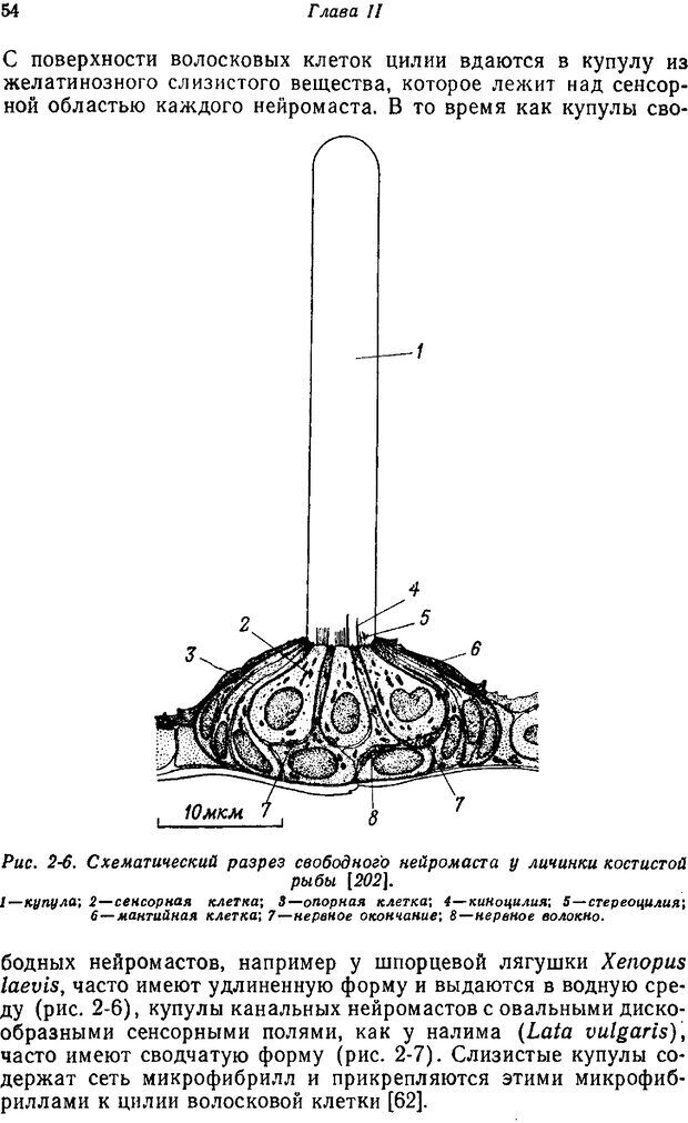 📖 PDF. Основы сенсорной физиологии. Тамар Г. Страница 53. Читать онлайн pdf